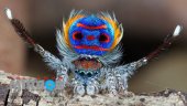 Dancing Peacock spider Is a web sensation