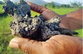 New findings from Dimbulagala meteorite on life’s origin