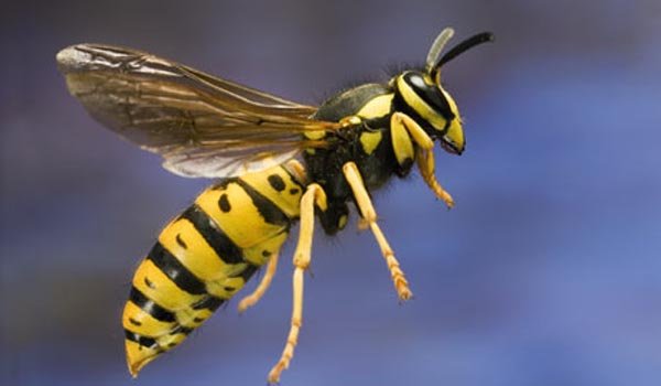 57 hospitalised after wasp attack in Sri Lanka