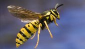 57 hospitalised after wasp attack in Sri Lanka