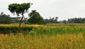 Problems continue to plague Sri Lanka’s Northern Province