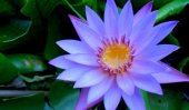 Use right picture and name of national flower