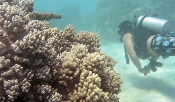 Just 7% of Great Barrier Reef escapes bleaching