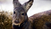 Fanged deer pops up in Afghanistan