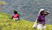 Sri Lankan tea and rubber smallholders to gain from IFAD loan