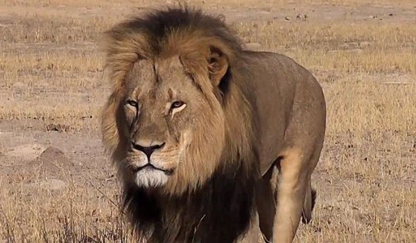 US opens probe into Cecil the lion killing