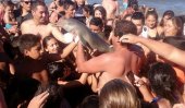 Baby dolphin left for dead after selfies (video)