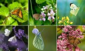 UK butterfly species at risk of extinction : study