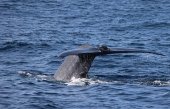 Whales, tourism in danger in southern sea