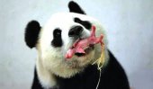 Panda born in Belgium&#039;s Pairi Daiza zoo