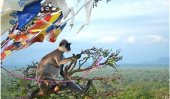 Putting Sri Lanka on the tourist map