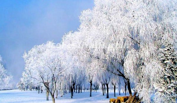 Beautiful ice rimes appear in NE China