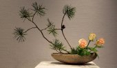 Japanese Cultural Exhibition in Colombo