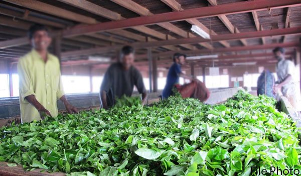 Many tea factories suspend operations