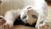Census on stray cats in Colombo