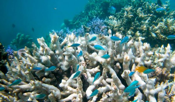 Hidden viruses threaten Great Barrier Reef