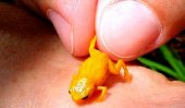 Frogs that can fit on your fingernail