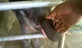‘Judge’s baby jumbo had no original owner!