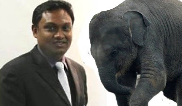 Elephant Saga : Police pressured by ministerial secretary