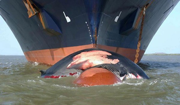 Call to move SL shipping channel south to save whales