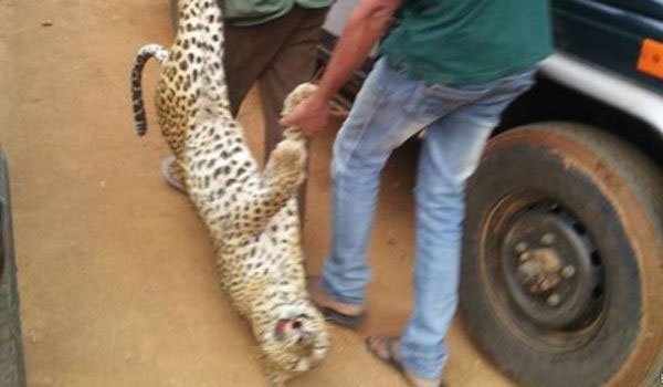 Leopard run over by vehicle at Yala