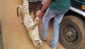 Leopard run over by vehicle at Yala