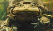 Peru investigates death of 10,000 frogs