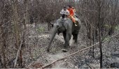 Indonesia uses trained elephants to control forest fires