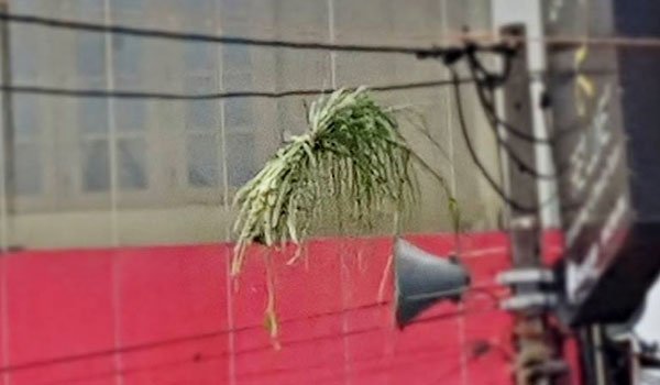 Stacks of grass greet Paada Yathraa protesters