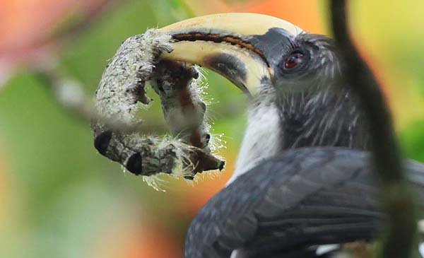 346 species in SL face extinction threat