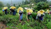 Estate labourers to complaint to ILO