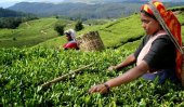 Tamil youths in Sri Lanka moving out of plantation sector