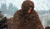 Bee king breaks own world record with 109 kg &#039;bee suit&#039;