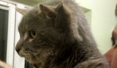 Three-eared &#039;Captain Kirk&#039; cat found in Norfolk