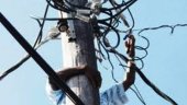 Electricity thieves to be strictly dealt with