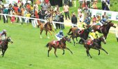 Banned substance cause death to 12 horses