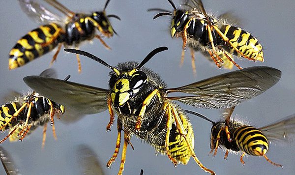 Over 20 school children attacked by wasps in Sri Lanka