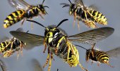 Over 20 school children attacked by wasps in Sri Lanka