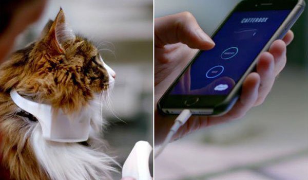 Catterbox translates meows into human speech video