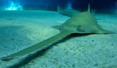 &#039;Virgin-born&#039; sawfish are a first in the wild