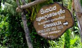 Sinharaja forest under threat