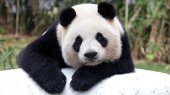 How did China save the giant panda?