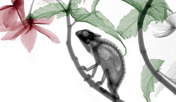 Van’t Riet&#039;s x-ray animals