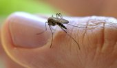 Why do some people attract so many mosquitoes?