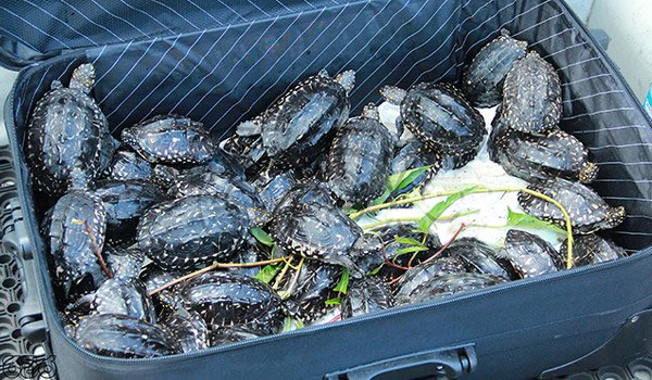Tortoise smuggler nabbed (Pics)