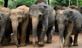 National policy for elephant ownership