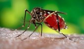 Dengue-carrying mosquitoes to be made infertile
