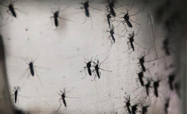 Intensify war against dengue mosquito as it also carries Zika virus