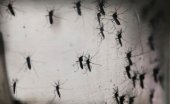 Intensify war against dengue mosquito as it also carries Zika virus