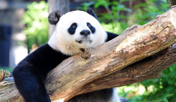 Giant pandas rebound off endangered list
